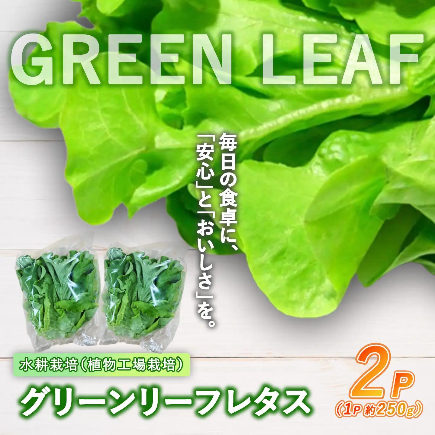 【無農薬】グリーンリーフレタス 500g（約250g×2P）レタス