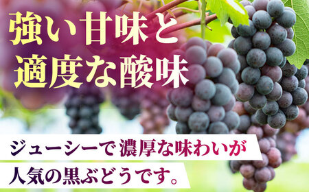 【2026年発送先行予約】ピオーネ or Sブラック 800g（2房）【合同会社 社方園】熊本県産 国産 Sブラックぶどう ピオーネ葡萄 [ZBZ002]