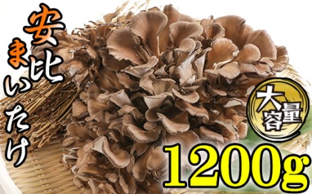 生まいたけ 大株 約1200g 【安比まいたけ】 ／ 生 まいたけ 安比 舞茸 マイタケ 国産 岩手県産 きのこ キノコ 茸 野菜 一株 炊き込みご飯 炊込みご飯 天ぷら てんぷら 味噌汁 みそ汁 煮物 お鍋 鍋 すきやき すき焼き 産地直送 直送 おすすめ