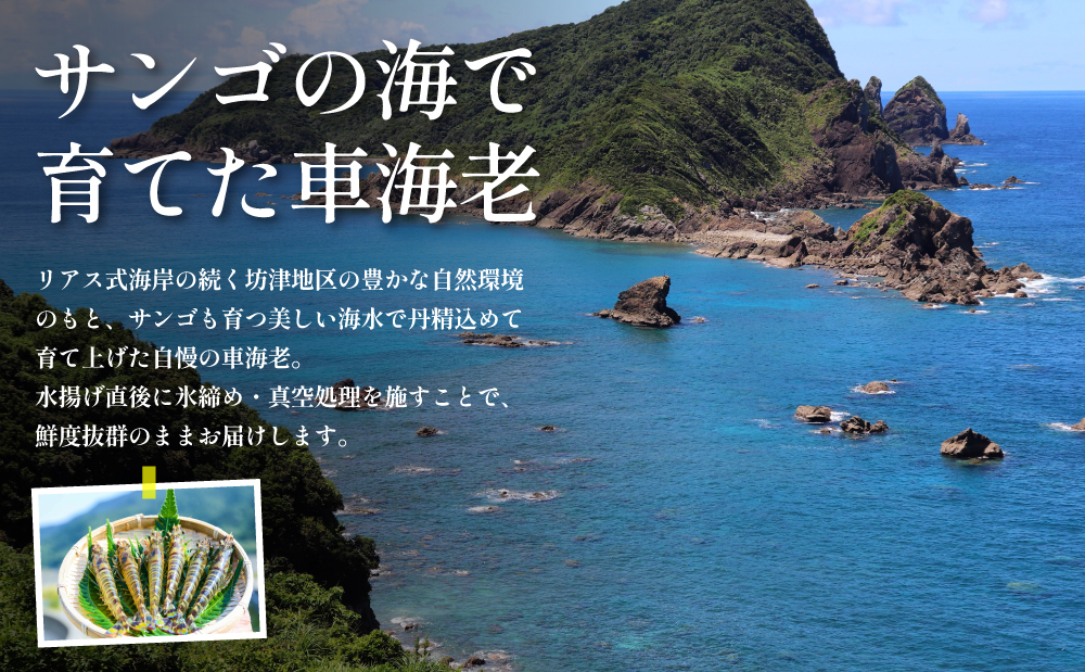 【鹿児島県産】冷凍 車海老 1.2kg （加熱用） 車エビ 車えび 海老 エビ えび 海の幸 海鮮 天ぷら エビフライ エビチリ 冷凍 博多浦マリンファーム 南さつま市