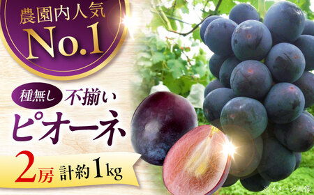 ＜8月下旬から順次発送＞【訳あり】 ピオーネ 1kg [APCK001] ぶどう ピオーネ