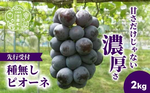 種無しピオーネ2kg(4房)【2026年9月上旬以降順次発送】安井農園 ぶどう ブドウ 葡萄 ピオーネ フルーツ 果物 くだもの 産地直送 世羅 A009-01