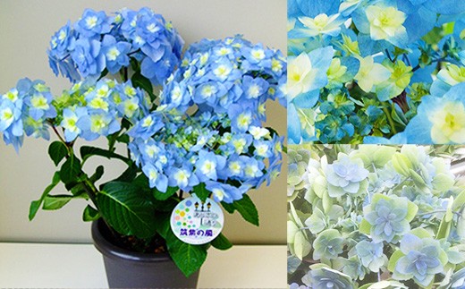
                  福岡県育種開発のあじさい【筑紫の風】鉢植え 5.5号鉢【あじさい 花 鉢植え ガーデニング 福岡 筑前町 おすすめ ふるさと納税 送料無料 AE052】
                