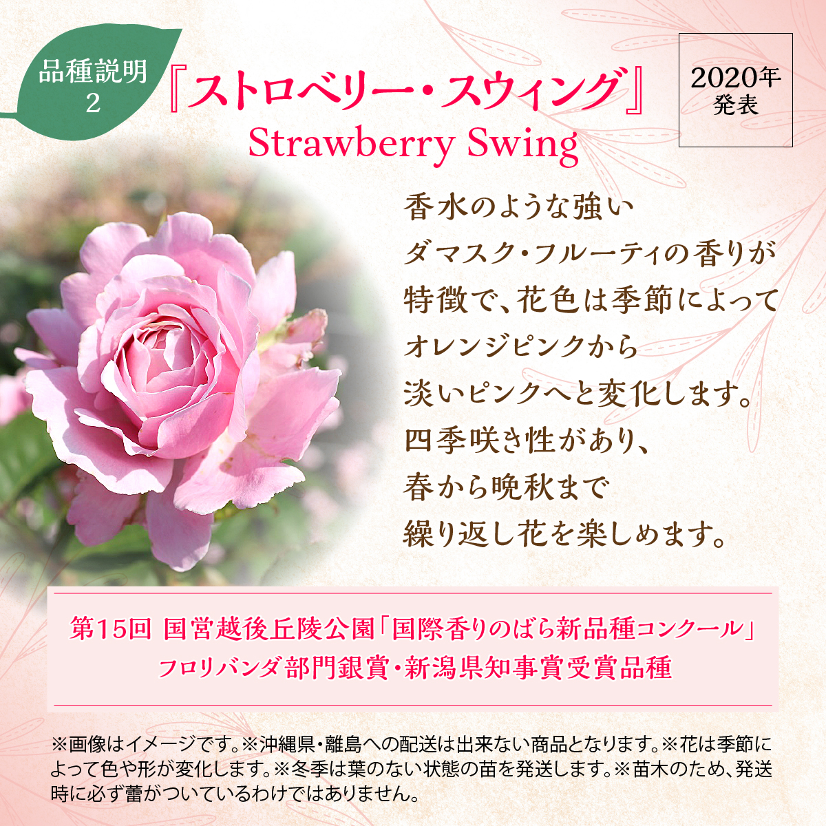 【Apple Roses】バラ苗『ストロベリー・スウィング』大苗6号ポット植え HNNH013_イメージ3