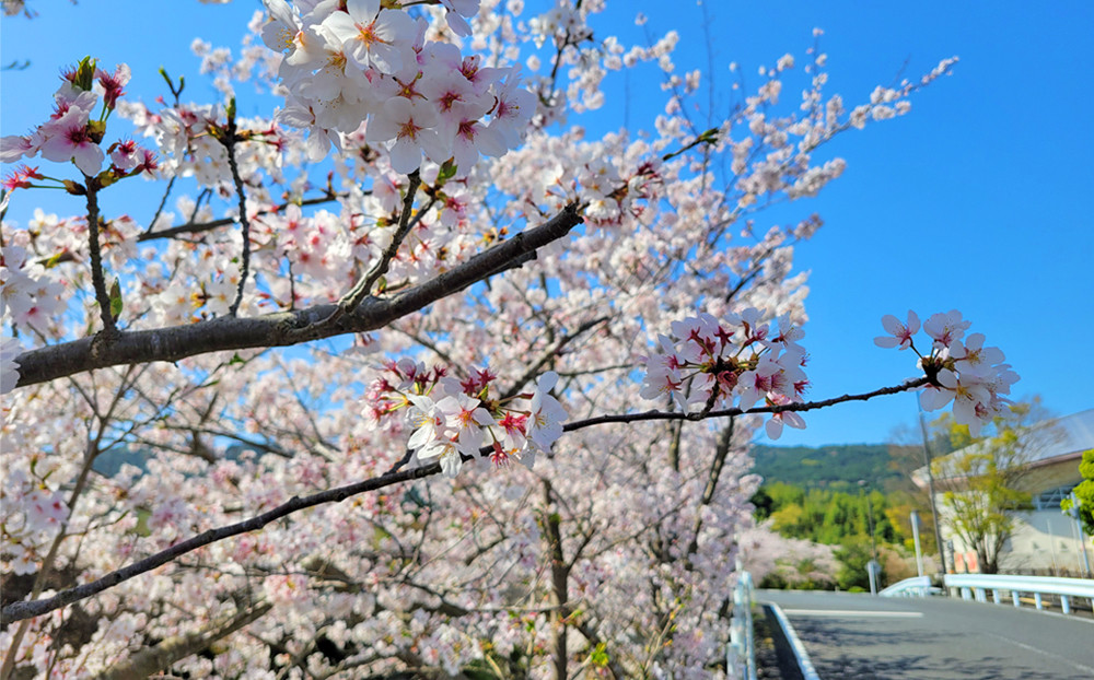 サイクリング中は安全に気を配りながら、四季折々の鴨川の自然も楽しんでください。