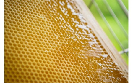 【ギフトセット】国産 巣鴨養蜂園はちみつ「300g」3本