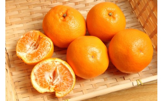 
                   和歌山有田の濃厚はるみ 約5kg (Lサイズ) ※2027年1月下旬～2月中旬順次発送予定/みかん 蜜柑 フルーツ 果物 【ard009C】
                