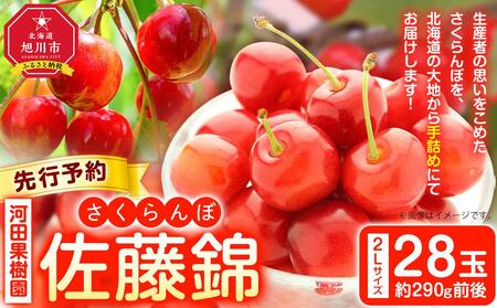 先行予約【河田果樹園】さくらんぼ「佐藤錦」2Lサイズ手詰め28玉(2025年7月上旬より発送予定) | さくらんぼ さくらんぼ さくらんぼ さくらんぼ さくらんぼ さくらんぼ _02149