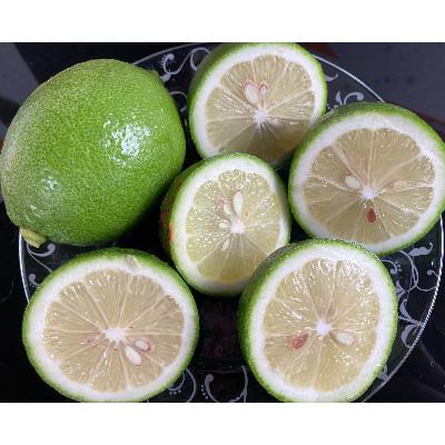 ふるさと納税 水俣市 国産レモン 訳あり1.5kg(県認証特別栽培) |  | 01