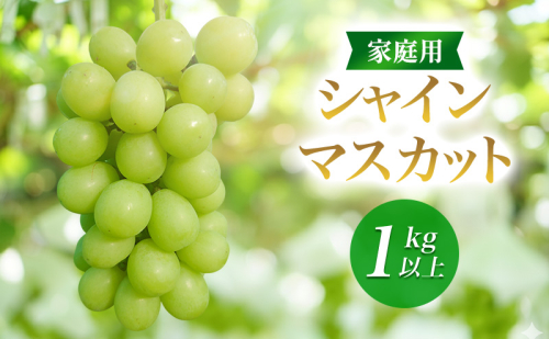 2026年産家庭用シャインマスカット 1kg以上　種なし 果物 ぶどう 葡萄 マスカット フルーツ 長野県 駒ケ根市