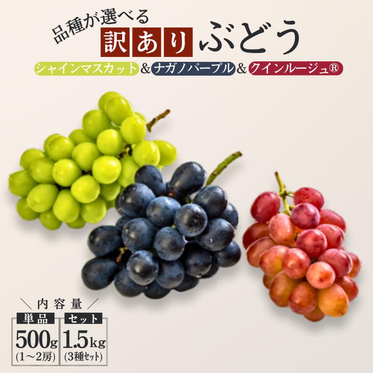 【ふるさと納税】＊2026年度発送＊ 品種が選べる長野県松川町産【訳あり】ぶどう 500gまたは3種セット計1.5kg（シャインマスカット／クイーンルージュ／ナガノパープル ）2026年9月〜10月発送予定［TK18～TK20］