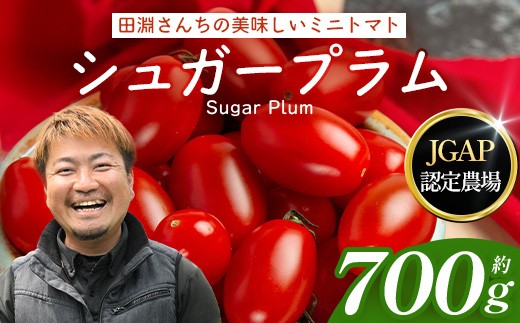 【先行予約・2026年10月より順次発送】田淵さんちの美味しい ミニトマト シュガープラム（約700g）GP-1｜産地直送 旬 とまと トマト ミニトマト リコピン 完熟 甘い 高糖度 野菜 やさい 送料無料 期間限定 鹿児島県 南大隅町 根占グリーンプラネット