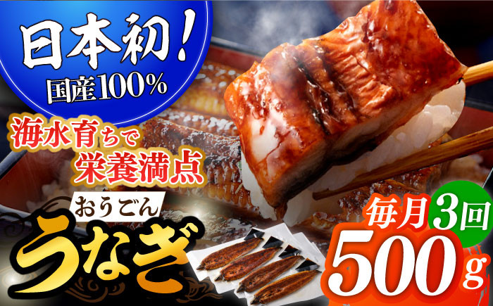 
＜全3回定期便＞【日本初！海水で養殖】長崎県産おうごん うなぎ 計1.5kg（約500g×3回） 平戸市 / 松永水産 [KAB141]
