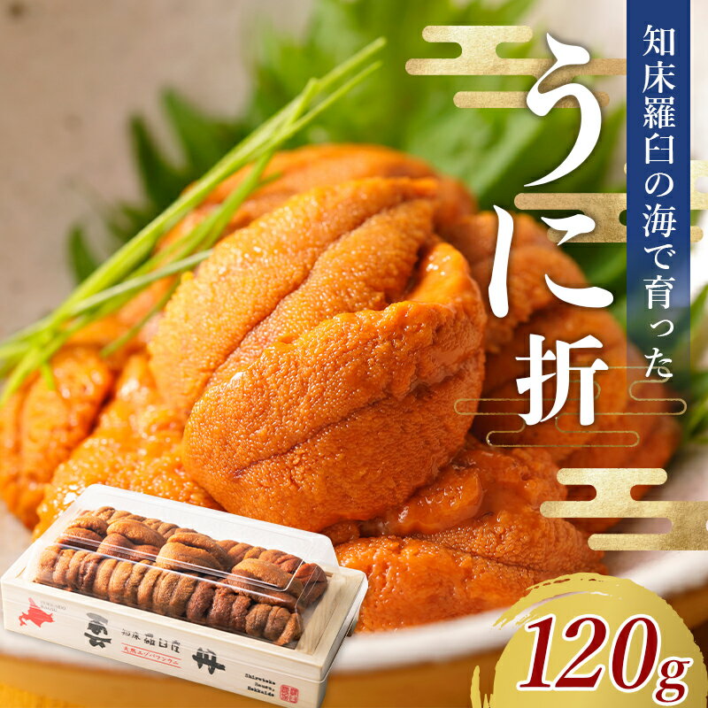 【ふるさと納税】【先行/2026年1月より発送】知床羅臼町産 折ウニ 中 120g×1 北海道知床羅臼産 天然 エゾバフンうに 雲丹 おかず ご飯のお供