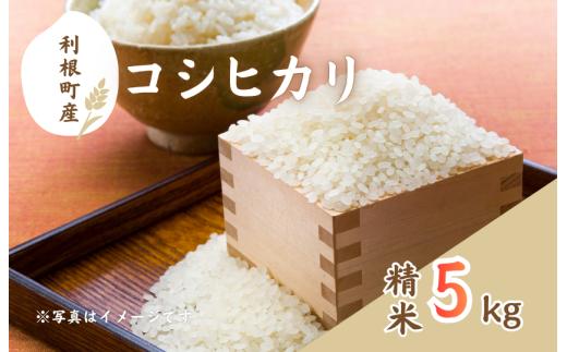 利根町産コシヒカリ　精米5kg ／ 米 こめ コメ お米 おこめ コシヒカリ こしひかり 令和7年産 新米 白米 精米 ご飯 ごはん 10kg 送料無料