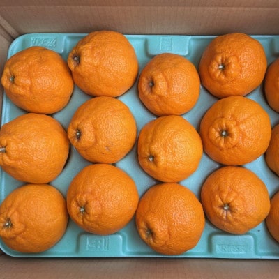 和歌山県産不知火約5kg(12玉～20玉おまかせ)(上富田町)