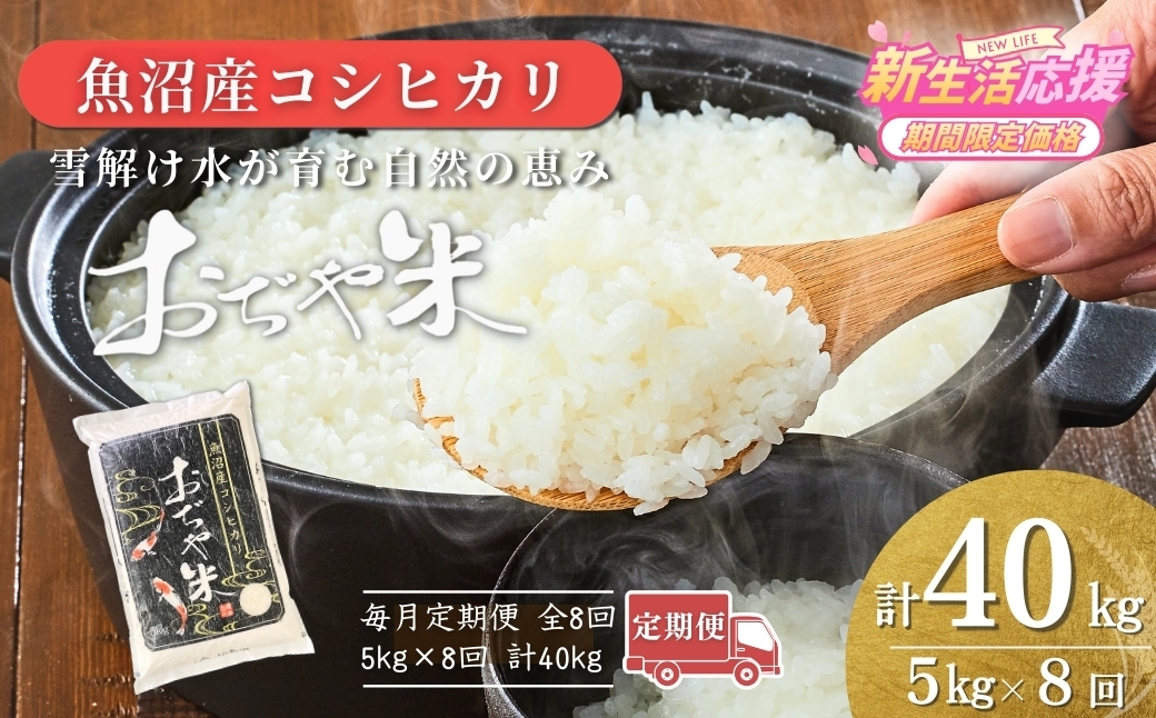 
                  【8か月定期便 コシヒカリ】 令和7年産 新潟県 魚沼産コシヒカリ「おぢや米」合計40kg(5kg×1袋×毎月お届け全8回) 徹底した品質管理 新潟産コシヒカリ JA魚沼 特A評価 魚沼産 | おぢや米 新潟県産コシヒカリ お米 米 こしひかり 白米 精米 ブランド米 特A評価 注文後に精米する新鮮発送！【0002-JA10DB00-02】
                