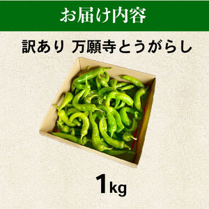 【訳あり】万願寺とうがらし 1kg  京野菜 とうがらし