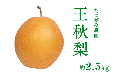 【11月中旬以降順次発送】たにがみ農園 王秋梨 2.5kg (3玉～7玉) 梨 なし フルーツ 果物 くだもの 鳥取県 佐治 梨 なし ナシ