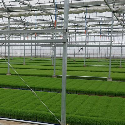 ふるさと納税 神戸町 【令和7年産】岐阜県神戸町:農家直送!岐阜ハツシモ　白米　5kg |  | 01