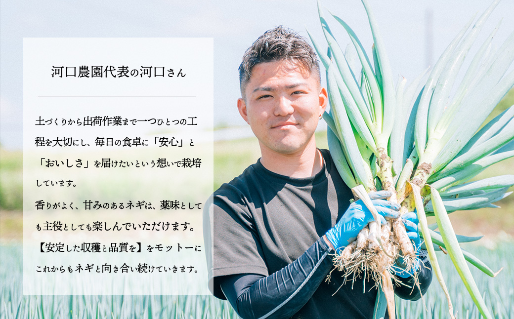 長ネギ 約5kg 約45本 茨城県産 八千代町産 野菜 農家直送 化成肥料不使用 有機肥料100% ねぎ 長ねぎ ネギ 旨味 認定農業者 9000円 [DJ003ya] 【スピード発送】約45本 | 