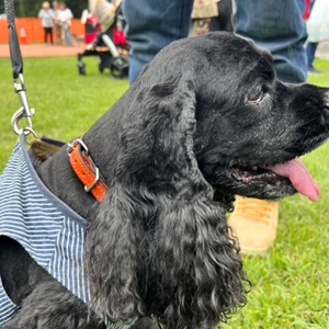 選べるサイズの 本革 犬 ・ 猫用 首輪 ( 15mm幅 ) 小型 / 中型 / 大型 【ドラーロ】 サイズ：SS
カラー：黒