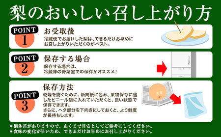 【2025年先行予約】 梨 なし 贈答用 荒尾ジャンボ梨（新高）2玉入り 約2kg 秋 旬 熊本県 荒尾市産 高口果樹園《2025年10月上旬-10月下旬頃出荷》フルーツ 果物 ギフト 化粧箱 専用B