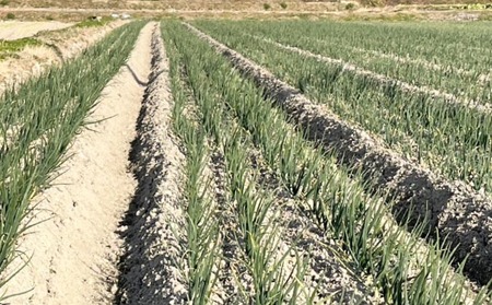 【新玉・サイズ混合】淡路島玉ねぎ　三世代で紡ぐ味淡路島の新玉ねぎ 5Kg◆配送4月下旬～5月下旬