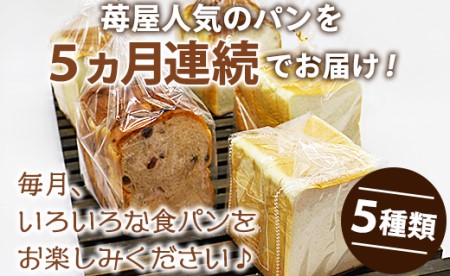 【5か月定期便】苺屋 食パンの定期便 5回 - 送料無料 贈り物 プレゼント 内祝い ギフト 贈答 朝食 おやつ ベーカリー パン好き お楽しみ のし 対応可 Wit-0071