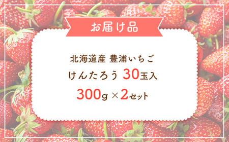 【2025年5月順次発送】北海道産 豊浦いちご けんたろう 30玉入り 300g×2セット【 ふるさと納税 人気 おすすめ ランキング 果物 いちご苺 イチゴ 国産いちご 国産苺 けんたろう セット