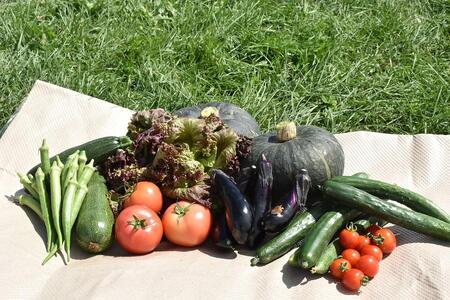 【先行予約】北海道旭川産　旬の無農薬栽培 野菜の詰め合わせ　6～8種（3～5kg）
