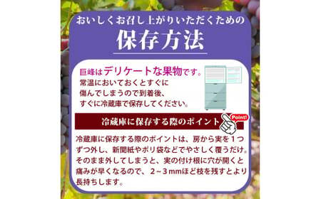 紀州和歌山産 巨峰ぶどう 約2kg ※2025年8月下旬頃〜2025年9月上旬頃に順次発送 ※日付指定不可 巨峰 ぶどう ブドウ 葡萄 果物 くだもの フルーツ【uot784A】