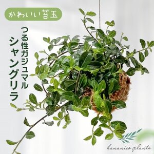 シャングリラ つる性ガジュマル 苔玉 幸福を呼ぶ 観葉植物 おしゃれにハンギング【1623430】