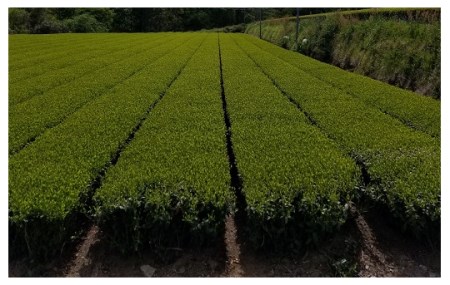 お茶農家直送　初摘み新茶３本セット＜1.4-2＞
