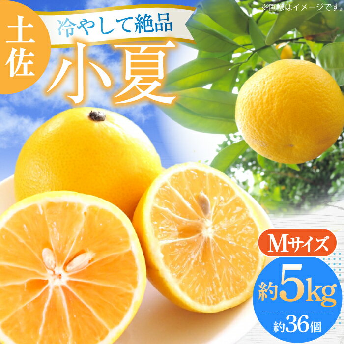 【ふるさと納税】【申込は6月下旬頃まで】土佐小夏 Mサイズ 約5kg 36個前後/高知 小夏 コナツ こなつ 果物 柑橘 フルーツ 【フルーツショップオザキ】 [ATAH005]