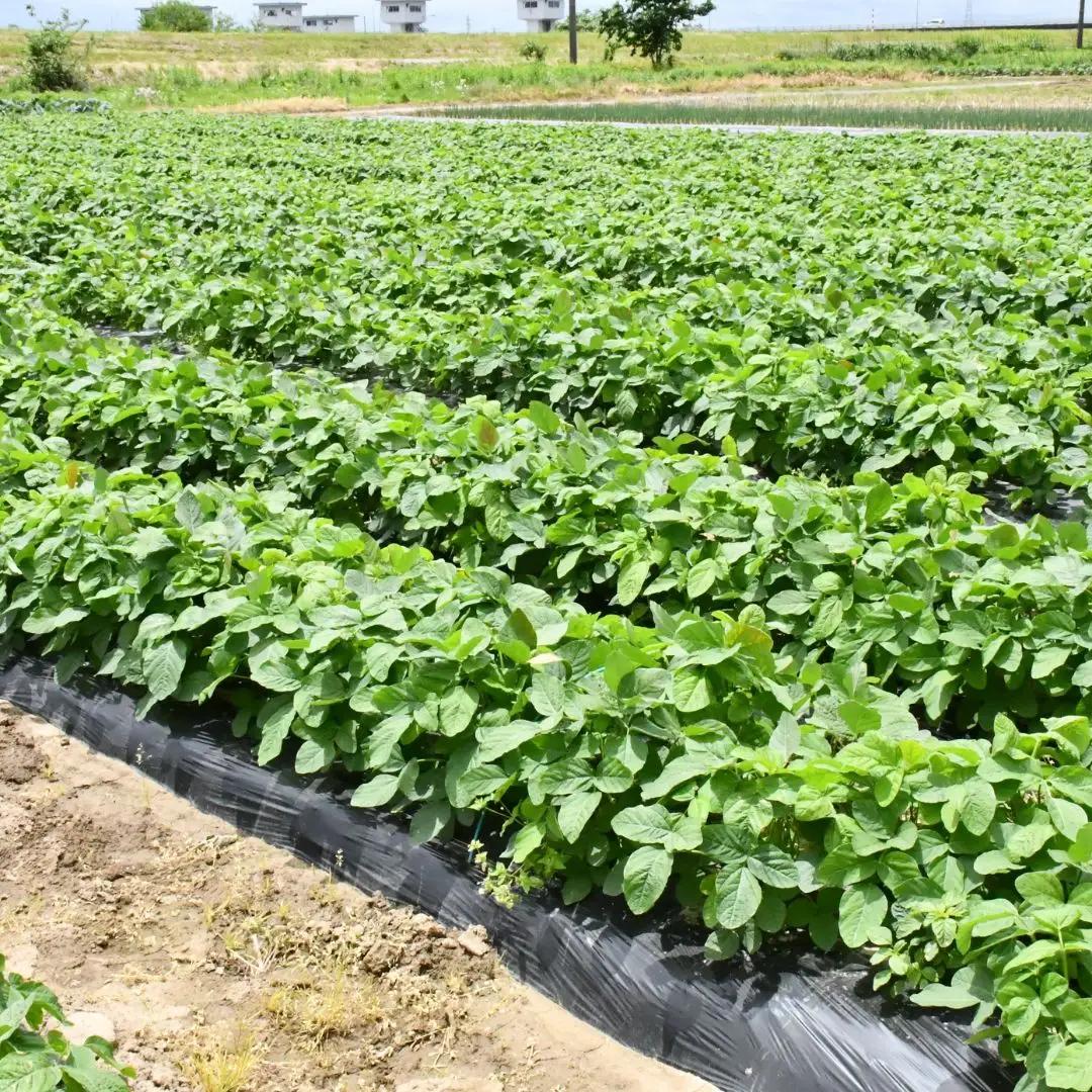 先行予約 枝豆 2kg 新潟県産 朝どり 枝豆
