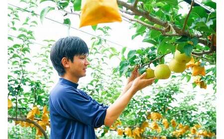 Y1048 八頭町産　梨「新甘泉」3kg【梨 なし ナシ 果物 フルーツ ギフト 先行予約 甘い 果実 果汁 デザート もぎたて 旬】