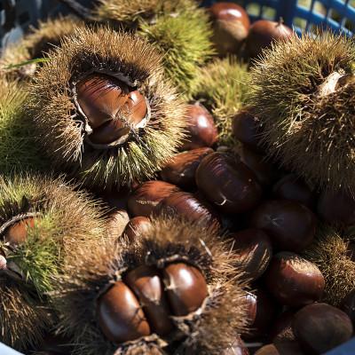 ふるさと納税 かすみがうら市 かすみがうら市産　生栗　3Lサイズ　2kg