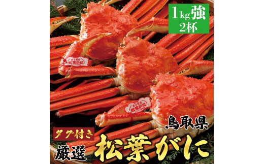 755.【ボイル】【2025年12月～2026年1月発送】特撰 松葉がに【ブランドタグ付き】 特大2杯（1kg超×2杯）【ブランド 蟹 タグ付き 生 ナマ かに 松葉ガニ 松葉蟹 訳あり カニ味噌 みそ 家庭用 鳥取県産 北栄町 おすすめ 人気】