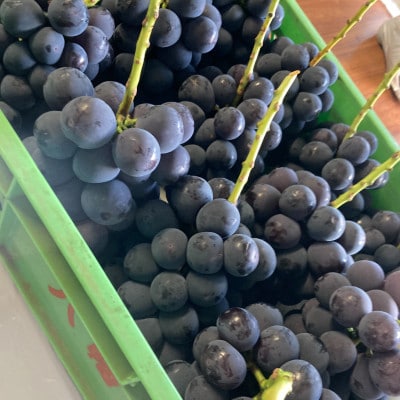 ピオーネ2房(1.3～1.5kg)【配送不可地域：離島】