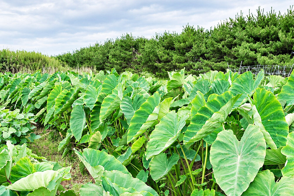 さといも ころちゃん（1.8kg）  もちもち とろり 里芋 サトイモ [里芋 サトイモ さといも もちもち とろり 粘り 甘み 旨味 煮物 蒸し料理]