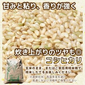 【先行予約・9月以降順次発送】令和7年ひたちなか市産　コシヒカリ(玄米)　5kg×1袋【1650324】