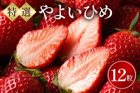 特選12玉　やよいひめ いちご イチゴ フルーツ 果物 茨城県 石岡市 A32-019