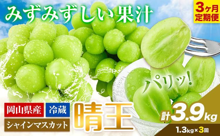 3ヶ月 定期便 シャインマスカット 晴王 約1.3kg《9月上旬-11月末頃出荷(土日祝除く)》 【配送不可地域あり】（北海道・沖縄・離島）---124_c995tei_9j11m_24_104000_sep3---