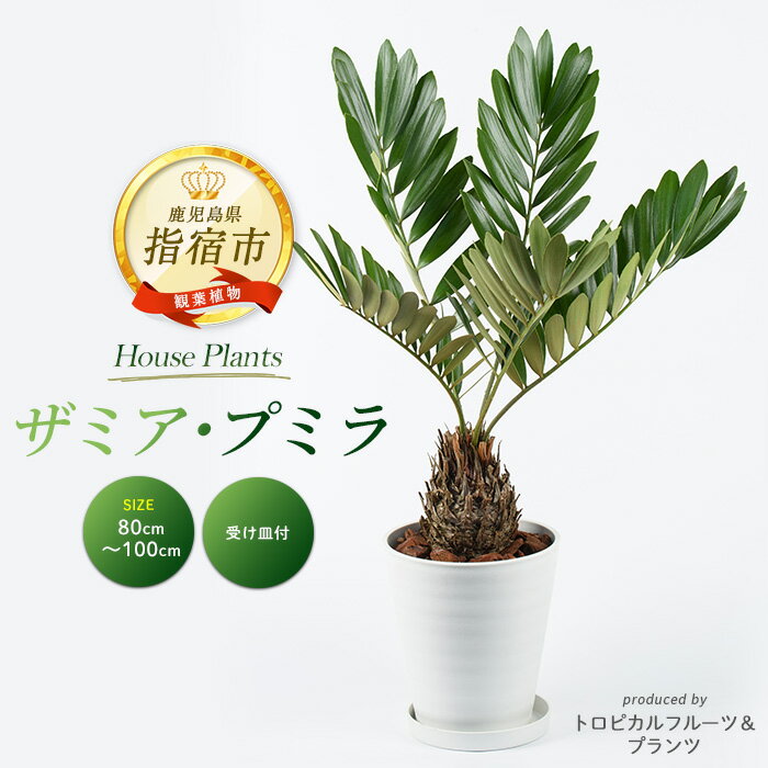 【ふるさと納税】＜2026年5月中旬以降順次発送＞ザミア・プミラ8号(鉢底より高さ80cm～100cm前後・プラスチック製ホワイト鉢・専用受け皿付き) ※北海道・沖縄・離島配送不可※ 植物 グリーン インテリア おしゃれ ギフト【トロピカルフルーツ＆プランツ】