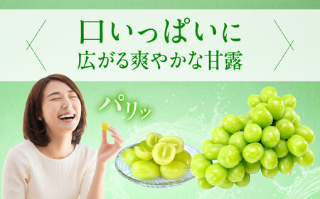 【先行予約】瀬戸ジャイアンツ 約2kg1箱（4房～6房）＜2026年8月下旬から発送＞/ 瀬戸ジャイアンツ ぶどう ブドウ 葡萄 マスカット ますかっと 愛媛県 愛媛 内子町 フルーツ 果物 送料無料