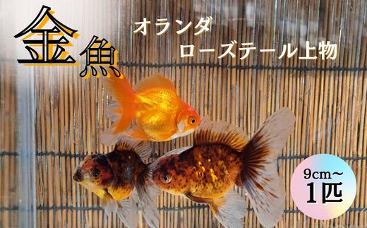 
【金魚】オランダローズテール上物（9cm～）1匹
