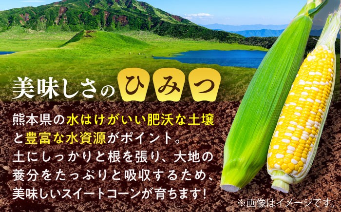 高糖度 かんかんむすめ 糖度 コーンスープ 甘さ コーン おやつ BBQ バター焼き 野菜 とうもろこし 糖度  菊陽町