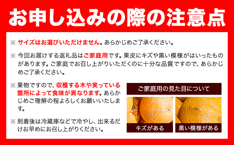 みかん ご 家庭用 完熟 有田みかん 約 1kg + 傷み補償 100g 有田マルシェ《12月上旬-12月下旬頃出荷》和歌山県 日高町 みかん 有田みかん 柑橘 フルーツ 完熟 訳あり みかん 蜜柑 