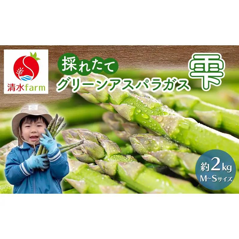 【2027年4月～発送】富良野産 採れたて直送! グリーンアスパラ 「雫」M～Sサイズ【約2kg】 (清水farm) アスパラ アスパラガス 野菜 新鮮 季節限定 北海道 富良野 ふらの